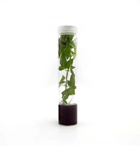 A Plant Cell | Athena | Shoots™ Tissue Culture Media (box of 10) with a small green plant inside a clear plastic tube capped in white, shown on a white background.
