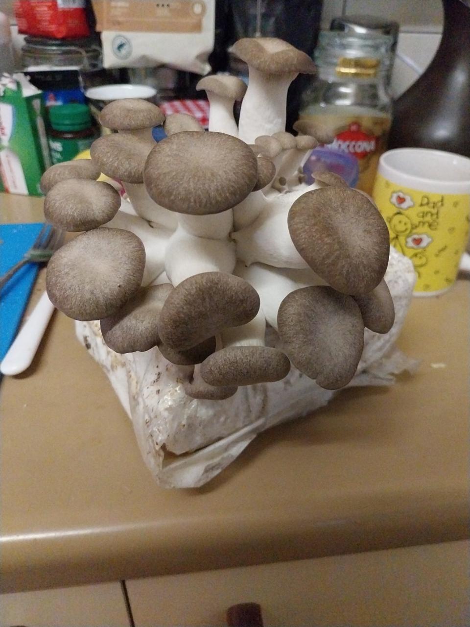 A cluster of oyster mushrooms flourishing from a white block on a kitchen worktop, just like those produced with the Black King Oyster Mushroom Grow Kit.