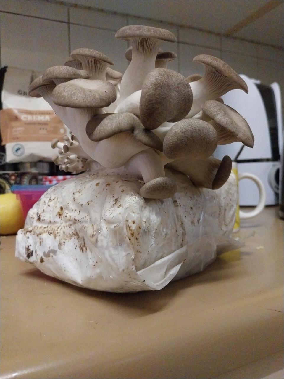 A cluster of oyster mushrooms thrives on a kitchen worktop, growing from a Black King Oyster Mushroom Grow Kit in a plastic bag filled with substrate.