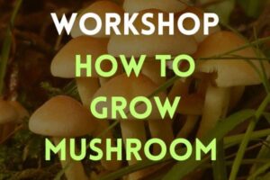 A cluster of mushrooms with text: Workshop | Learn How to Grow Mushroom overlaid on the image.
