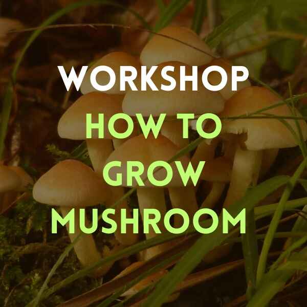 A cluster of mushrooms with text: Workshop | Learn How to Grow Mushroom overlaid on the image.
