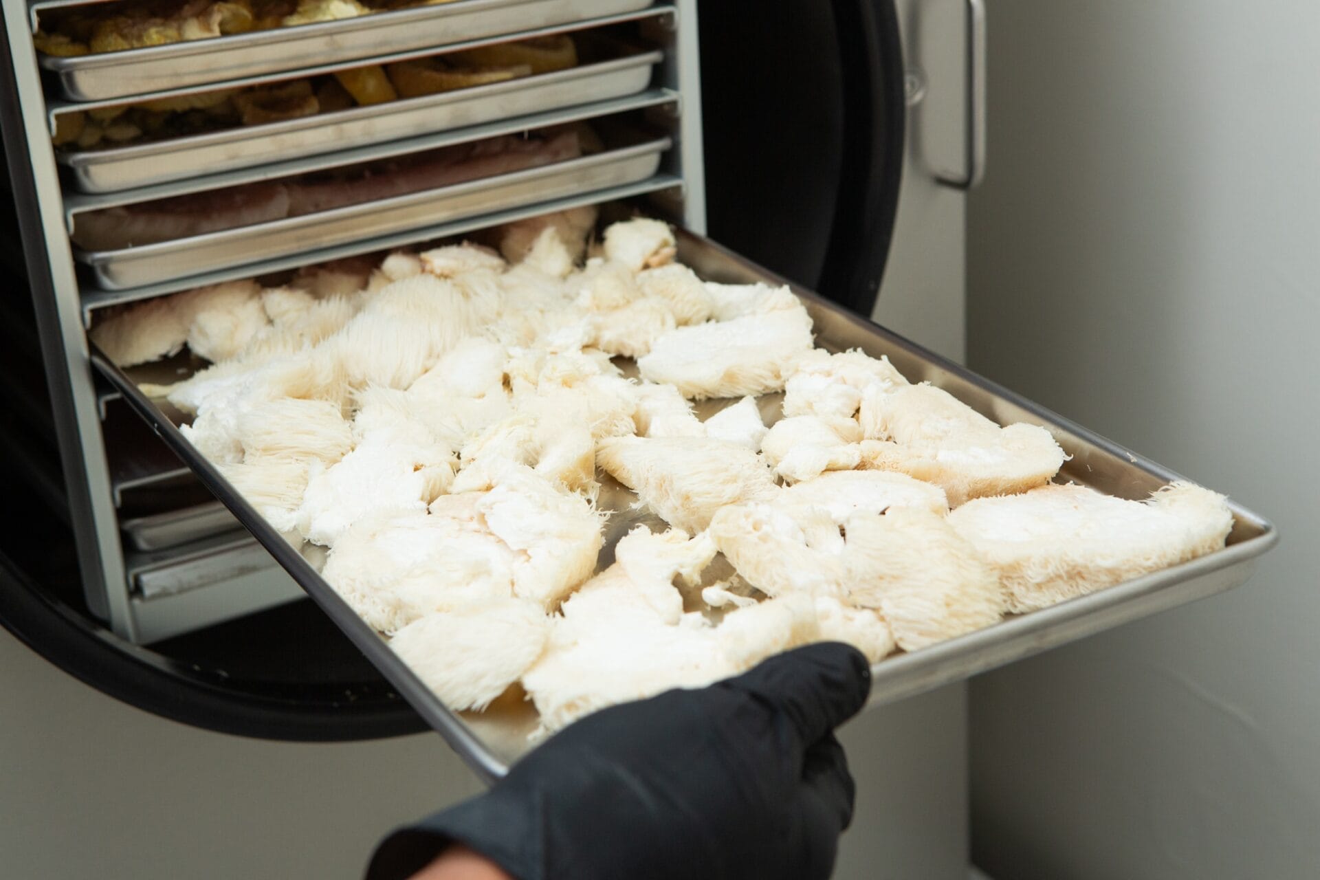 A gloved hand places a tray of white Lion's Mane mushrooms into a multi-tray freeze drier to produce Freeze Dried Mushroom Lion's Mane.