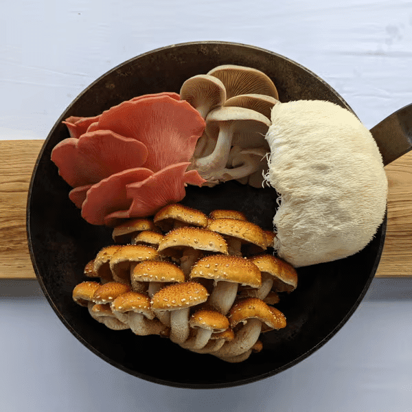 How to Cook any Mushroom? 1 Perfect for anyone wanting to learn how to cook mushrooms or explore new ways of cooking mushrooms.This picture displays a pan with four types of mushrooms: Pink oyster, Tan Oyster, Chestnuts and Lion's mane.