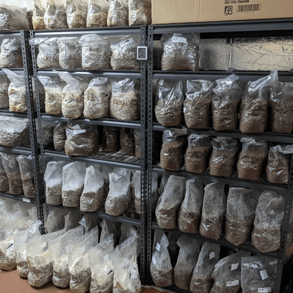 Guide to Growing Mushrooms at Home 2 Bags of substrate on metal shelves in a room, perfect for Home Mushroom Cultivation or following a Mushroom Guide for growing mushrooms at home.
