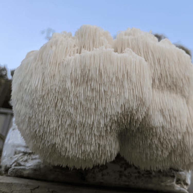 Lion's Mane Supplements 2 Close-up of a large Lion’s Mane mushroom with long, white, shaggy spines against a blue sky background—nature’s inspiration for popular Lion’s Mane supplements.