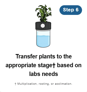A plant in a jar of water above text: Step 6: Transfer plants to the appropriate stage† based on lab's needs.