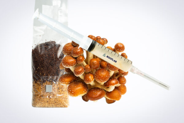 A syringe rests on a cluster of brown mushrooms next to a packet of grain substrate.