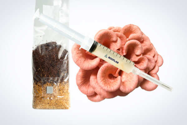 A syringe, a bag of grain and coffee grounds, and pink mushroom clusters on a white background.