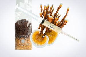 A syringe and a bag of substrate next to reishi mushrooms with white edges and orange caps.