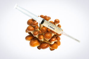 A syringe filled with liquid rests on a cluster of brown mushrooms against a white background.