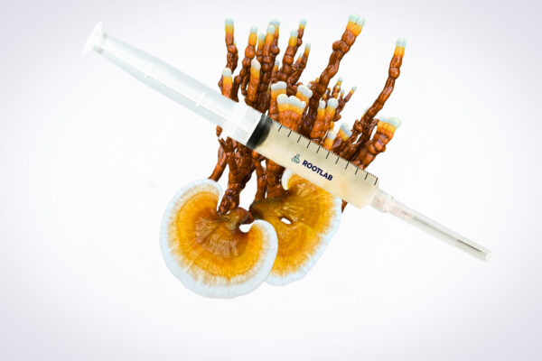 A syringe placed over a reishi mushroom with orange and white caps on a white background.