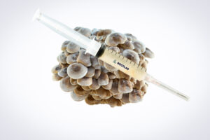 A syringe filled with liquid is placed on top of a cluster of mushrooms against a white background.