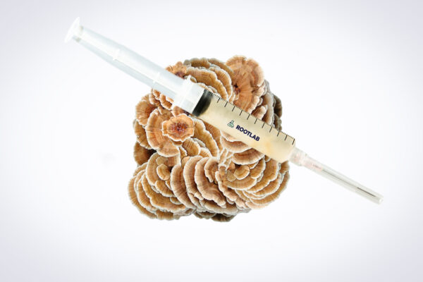 A syringe filled with liquid rests on top of a cluster of brown and white mushrooms.