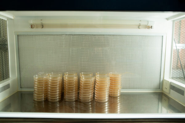 Stacks of petri dishes with agar sit on a metal surface inside a laboratory laminar flow cabinet.