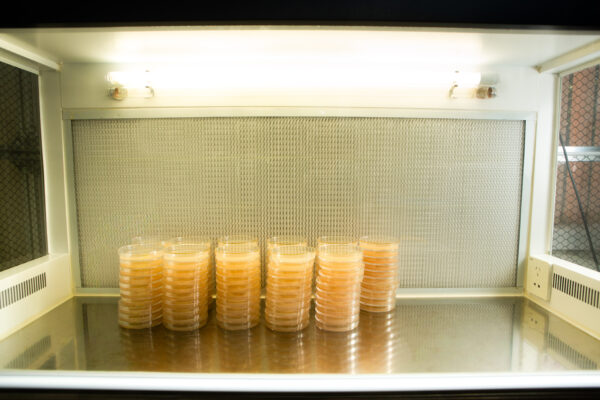 Stacks of petri dishes with agar inside a sterile lab workspace under bright lights.