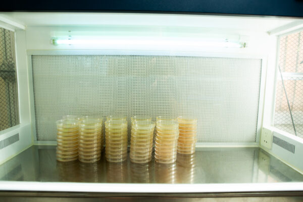 Stacks of petri dishes in a sterile laboratory environment under fluorescent lighting.