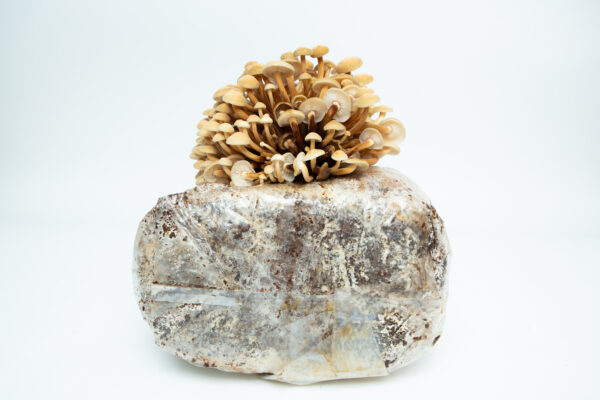 A cluster of brown mushrooms (Golden Enoki | Flammulina velutipes) grows from a plastic-wrapped 3kg Mushroom Grow Kit—Spray and Grow—displayed against a white background.