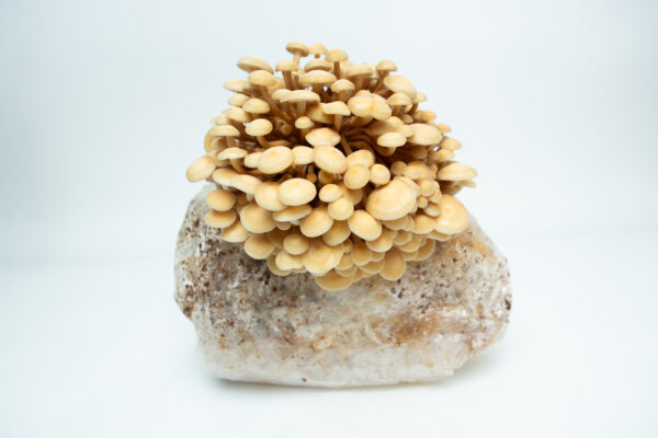 Golden Enoki (Flammulina velutipes) mushrooms grow from a white substrate in the Golden Enoki Mushroom Grow Kit - Spray and Grow - 3kg, shown against a plain white background.