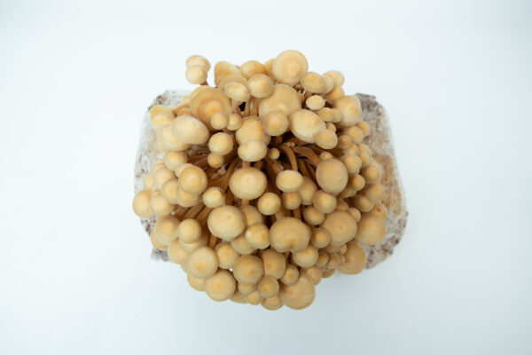 Golden Enoki (Flammulina velutipes) mushrooms growing in a 3kg Mushroom Grow Kit—Spray and Grow—clustered together on a white background, viewed from above.
