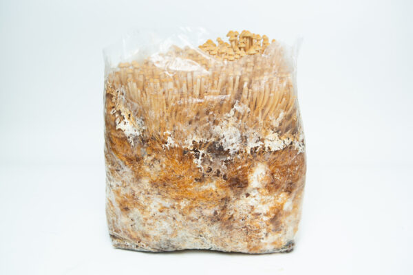 The Golden Enoki | Flammulina velutipes | Mushroom Grow Kit- Spray and Grow - 3kg comes in a clear plastic container with substrate, making it easy to grow fresh mushrooms at home.