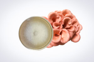 A petri dish with white fungal growth next to a cluster of pink oyster mushrooms on a white background.