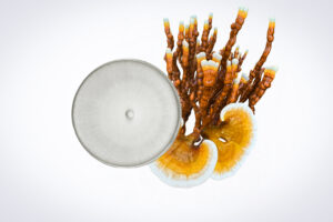 A petri dish next to two orange and white reishi mushrooms with brown stalks on a white background.