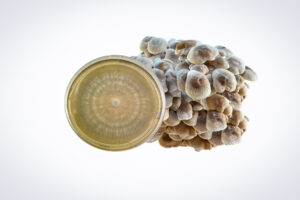 A cluster of mushrooms beside a petri dish with mycelium growth, isolated on a white background.