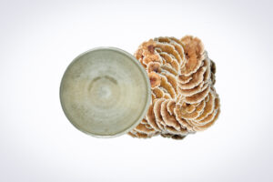 A petri dish with mould next to a cluster of turkey tail mushrooms on a white background.