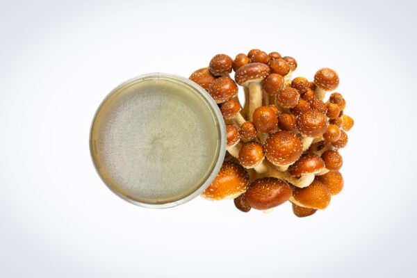 A cluster of brown mushrooms next to a petri dish with white fungal growth, on a white background.