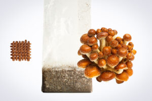 A cluster of brown mushrooms grows from a plastic bag of substrate, next to a square grid of brown capsules.