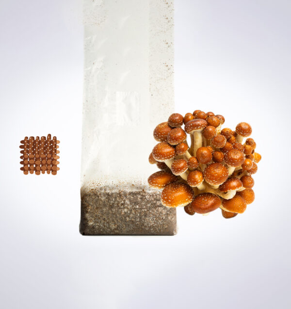 A cluster of brown mushrooms grows from a plastic bag of substrate, next to a square grid of brown capsules.