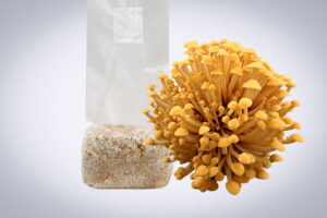 A cluster of yellow mushrooms next to a clear plastic bag filled with mushroom substrate.