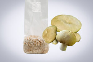 A plastic bag of mushroom spawn next to three fresh mushrooms on a light gradient background.