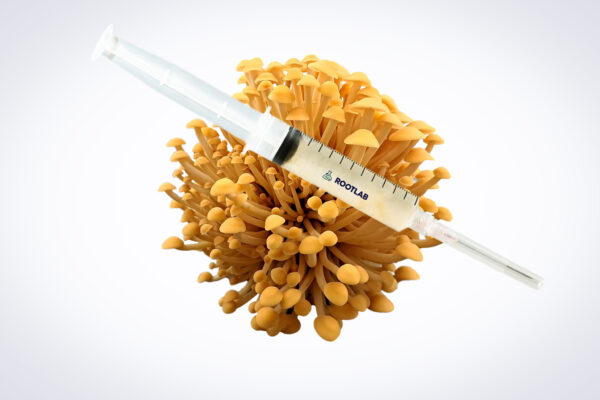 A syringe filled with liquid rests on top of a cluster of yellow mushrooms against a white background.