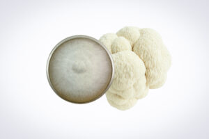 A top view of a petri dish with mycelium next to a lion's mane mushroom on a white background.