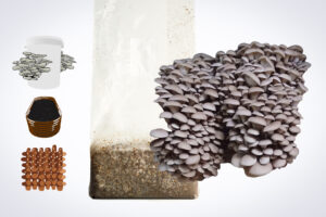 Oyster mushrooms growing from a substrate bag, with jars, petri dishes, agar plates, and wooden dowels nearby.
