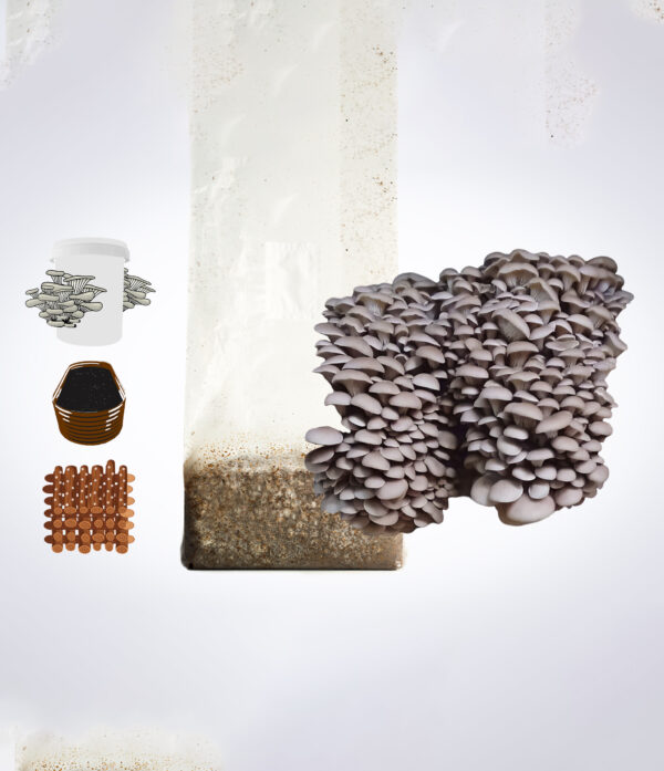 Oyster mushrooms growing from a substrate bag, with jars, petri dishes, agar plates, and wooden dowels nearby.