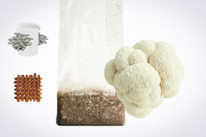 A lion’s mane mushroom, a growing kit bag, brown blocks, and a container with oyster mushrooms illustrated.
