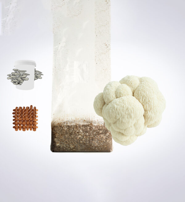 A lion’s mane mushroom, a growing kit bag, brown blocks, and a container with oyster mushrooms illustrated.