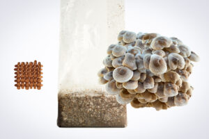 A cluster of mushrooms grows from a plastic bag of substrate, with brown capsules arranged in a grid nearby.