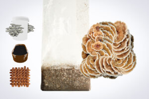 A cluster of mushrooms growing from a bag, with illustrations of coins, a jar, a basket, and wood to the left.