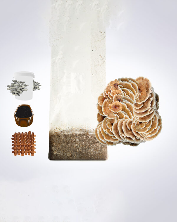 A cluster of mushrooms growing from a bag, with illustrations of coins, a jar, a basket, and wood to the left.