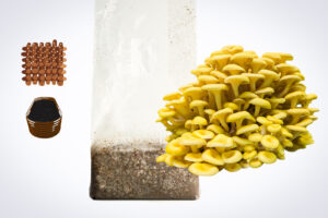 Yellow oyster mushrooms, a plastic grow bag with substrate, brown seeds, and a stack of black pots on a white background.