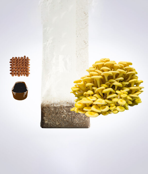 Yellow oyster mushrooms, a plastic grow bag with substrate, brown seeds, and a stack of black pots on a white background.