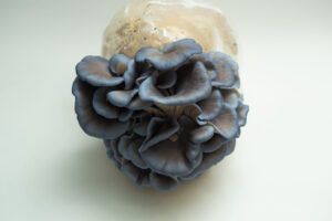 Blue oyster mushrooms growing from a plastic bag filled with substrate on a white background, just as you’d find in the Spray and Grow Kit Bundle.