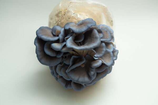 Blue oyster mushrooms growing from a plastic bag filled with substrate on a white background, just as you’d find in the Spray and Grow Kit Bundle.